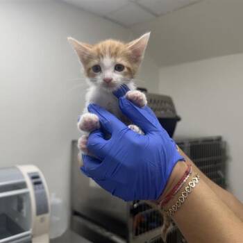 Rosy -  Domestic Short Hair Cat Available for Adoption in Pasadena, California - Rosy | PetCurious
