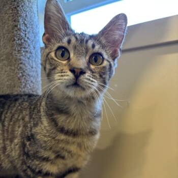 Domestic Short Hair Cats Available for Adoption - Tiger | PetCurious