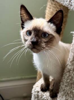 Haku -  Siamese Cat for Adoption in San Francisco, California - Haku | PetCurious