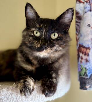 CALI -  Domestic Medium Hair Cat for Adoption in Prescott, Arizona - CALI | PetCurious