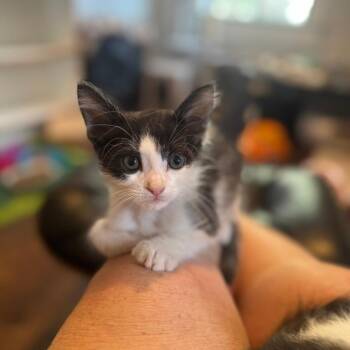 Ivan -  Domestic Short Hair Cat for Adoption in Spokane, Washington - Ivan | PetCurious