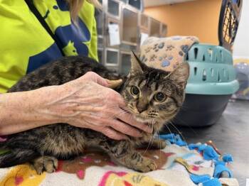 Domestic Short Hair Cats Available for Adoption - VICKY | PetCurious