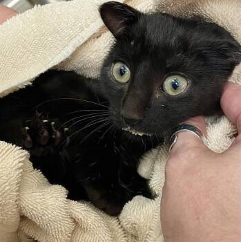 FETA -  Domestic Short Hair Cat for Adoption in Clyde, North Carolina - FETA | PetCurious