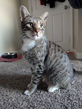 Freckles -  Tabby Cat for Adoption in San Juan Capistrano, California - Freckles | PetCurious