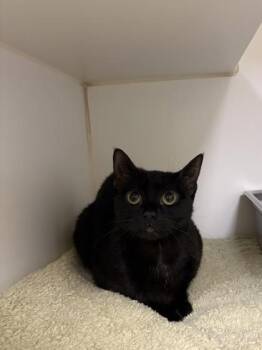 Domestic Short Hair Cats Available for Adoption in Lowell, Massachusetts - Maki | PetCurious