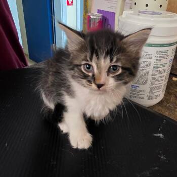 Domestic Medium Hair Cats Available for Adoption in Eureka Springs, Arkansas - Rabbit | PetCurious