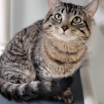 Rescue Domestic Short Hair Cats for Adoption in Hornell, New York - Callum | PetCurious