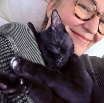 Spiderweb:  Suntiger -  Domestic Short Hair Cat for Adoption - Spiderweb:  Suntiger | PetCurious