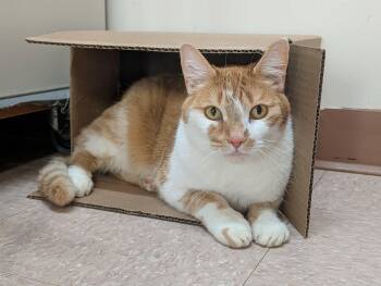 BULLE (CR-SC) -  Domestic Short Hair Cat for Adoption in Sainte-angèle-de-monnoir, Quebec - BULLE (CR-SC) | PetCurious