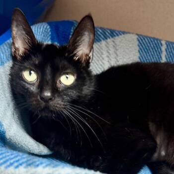 Domestic Short Hair Cats Available for Adoption in Lakeland, Florida - Hazel | PetCurious