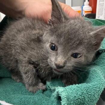 Grayling -  Domestic Short Hair Cat for Adoption in Normal, Illinois - Grayling | PetCurious