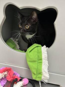 Domestic Short Hair Cats Available for Adoption - Catori | PetCurious