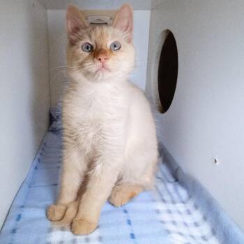 Ocean - Home to Home -  Siamese Cat for Adoption in South Elgin, Illinois - Ocean - Home To Home | PetCurious