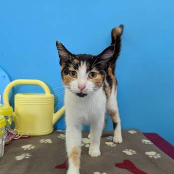 Charley B -  Domestic Short Hair Cat for Adoption in Morden, Manitoba - Charley B | PetCurious
