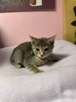 Black Raspberry -  Domestic Short Hair Cat for Adoption in Freeport, New York - Black Raspberry | PetCurious