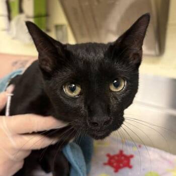 Colt -  Domestic Short Hair Cat for Adoption in Asheville, North Carolina - Colt | PetCurious