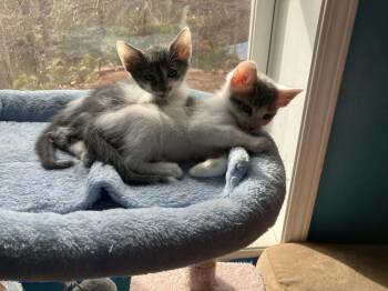 Domestic Short Hair Cats Available for Adoption - Rocky | PetCurious