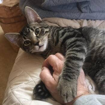 Jasper -  Domestic Short Hair Cat for Adoption in Peoria, Illinois - Jasper | PetCurious