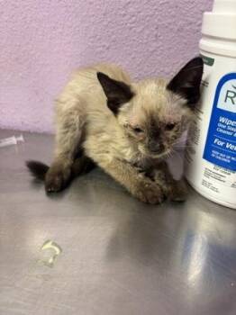 61274068 -  Siamese Cat for Adoption in El Paso, Texas - 61274068 | PetCurious