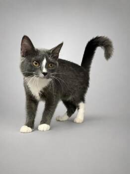 Layla -  Domestic Short Hair Cat for Adoption in Bowling Green, Kentucky - Layla | PetCurious