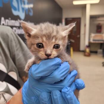 Rescue Domestic Short Hair Cats for Adoption in Columbus, Georgia - Peter | PetCurious