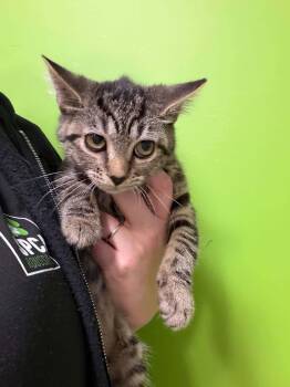 GLORIA -  Domestic Short Hair Cat for Adoption in Delson, Quebec - GLORIA | PetCurious
