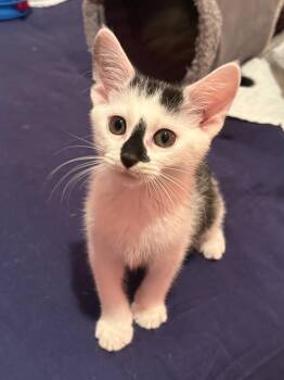 Danny -  Domestic Short Hair Cat for Adoption in Valdosta, Georgia - Danny | PetCurious