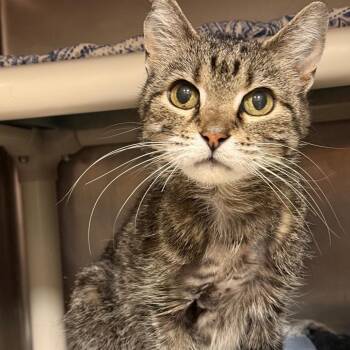 Twinkle - Curious & Sweet -  Domestic Short Hair Cat for Adoption in Flagstaff, Arizona - Twinkle - Curious & Sweet | PetCurious