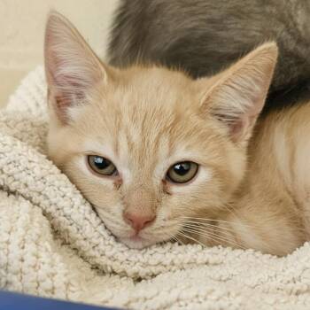 Bingo -  Domestic Short Hair Cat for Adoption in Elyria, Ohio - Bingo | PetCurious