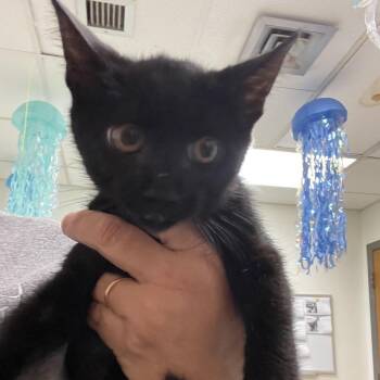 Blueberry -  Domestic Short Hair Cat for Adoption in Brownsboro, Alabama - Blueberry | PetCurious