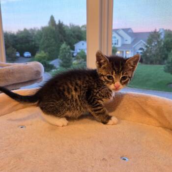 Noodle -  Domestic Short Hair and Tabby Cat for Adoption in Mastic, New York - Noodle | PetCurious
