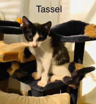 Rescue Domestic Short Hair Cats for Adoption in Lakeland, Florida - Tassel | PetCurious