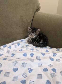 Jammie -  Domestic Short Hair Cat for Adoption in Camp Hill, Pennsylvania - Jammie | PetCurious