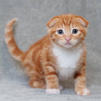 Ziti -  Domestic Short Hair and Scottish Fold Cat for Adoption in Sunnyvale, California - Ziti | PetCurious