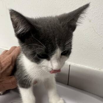 Domino Queen -  Domestic Short Hair Cat for Adoption in St. Louis, Missouri - Domino Queen | PetCurious