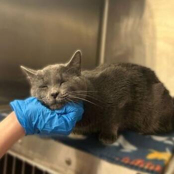 Domestic Short Hair Cats Available for Adoption - Human Nature | PetCurious