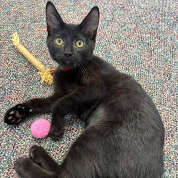 Shushi -  Domestic Short Hair Cat for Adoption in Buffalo, New York - Shushi | PetCurious