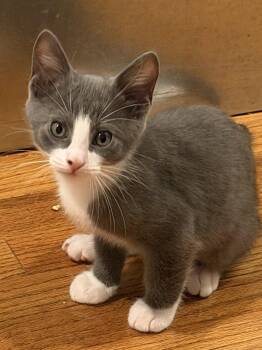 Shadow -  Domestic Short Hair Cat for Adoption in Social Circle, Georgia - Shadow | PetCurious
