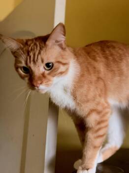 Domestic Short Hair Cats Available for Adoption in Los Angeles, California - Maxwell | PetCurious