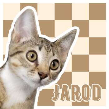 Jarod -  Domestic Short Hair Cat for Adoption in Aransas Pass, Texas - Jarod | PetCurious