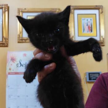 Nani -  Domestic Short Hair Cat for Adoption in New Orleans, Louisiana - Nani | PetCurious