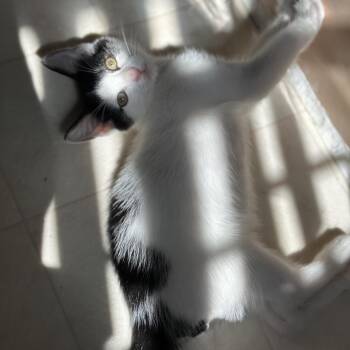 Dragonfly -  Domestic Short Hair Cat for Adoption in Pasadena, California - Dragonfly | PetCurious