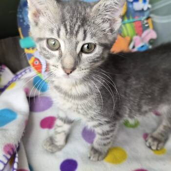 Corned Beef (All Night Diner Litter) -  Domestic Short Hair Cat for Adoption in Baltimore, Maryland - Corned Beef (All Night Diner Litter) | PetCurious