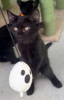 Blue Boy -  Domestic Short Hair Cat for Adoption in Pittsburgh, Pennsylvania - Blue Boy | PetCurious