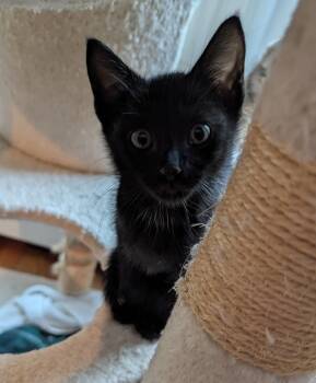 Jacqui -  Domestic Short Hair Cat for Adoption in Trenton, New Jersey - Jacqui | PetCurious