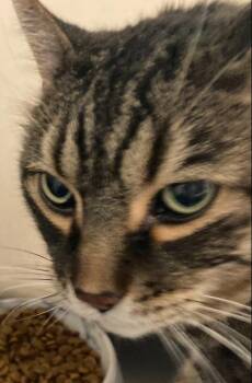 Chester -  Domestic Short Hair Cat for Adoption in Dayton, Minnesota - Chester | PetCurious