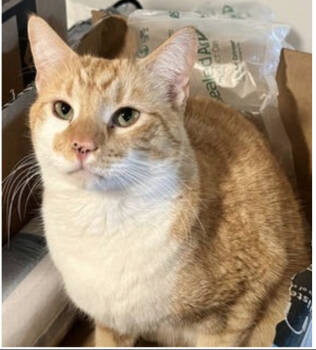 Rescue Domestic Short Hair Cats for Adoption in Broomfield, Colorado - CHARLIE | PetCurious