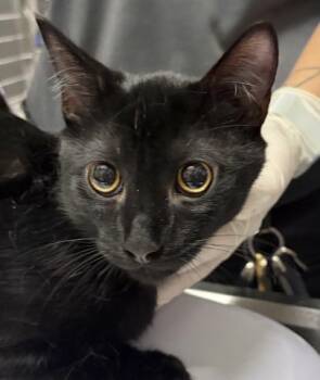 CHOCOLATE COVERED PRETZEL -  Domestic Short Hair Cat for Adoption in Pensacola, Florida - CHOCOLATE COVERED PRETZEL | PetCurious