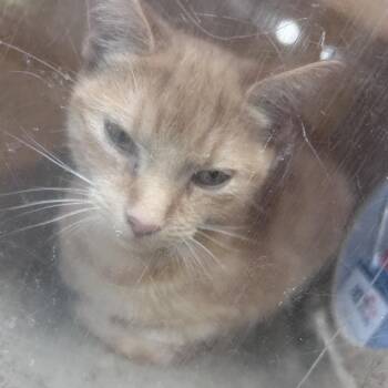 Elysee -  Domestic Short Hair Cat for Adoption in Philadelphia, Pennsylvania - Elysee | PetCurious