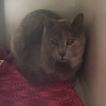 American Shorthair Cats Available for Adoption - Cornmeal | PetCurious